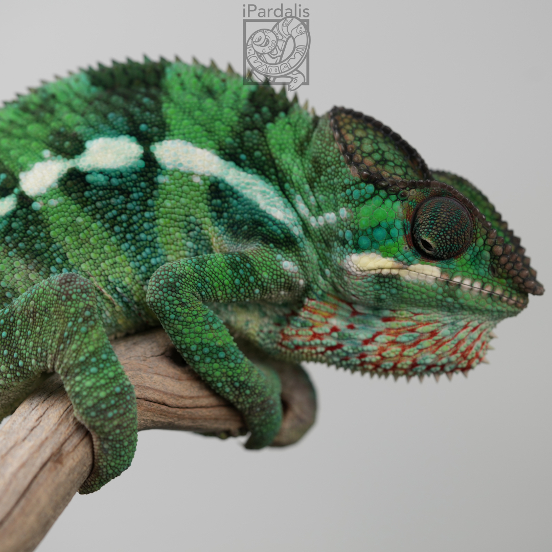 Panther Chameleon for sale: M4 - Bibi x Pepita SOLD OUT