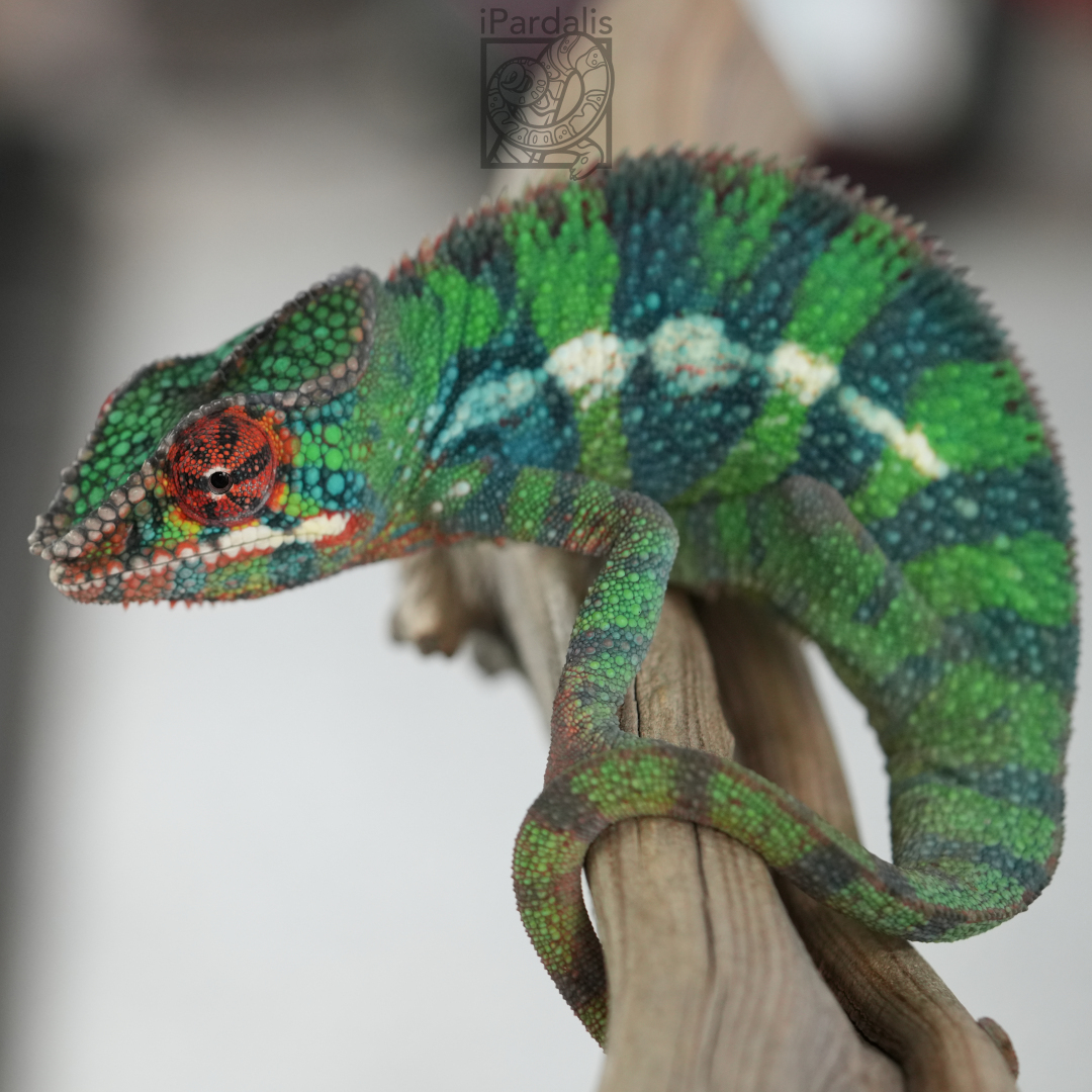 Panther Chameleon for sale: M5 - Bibi x Pepita ($549 plus shipping)