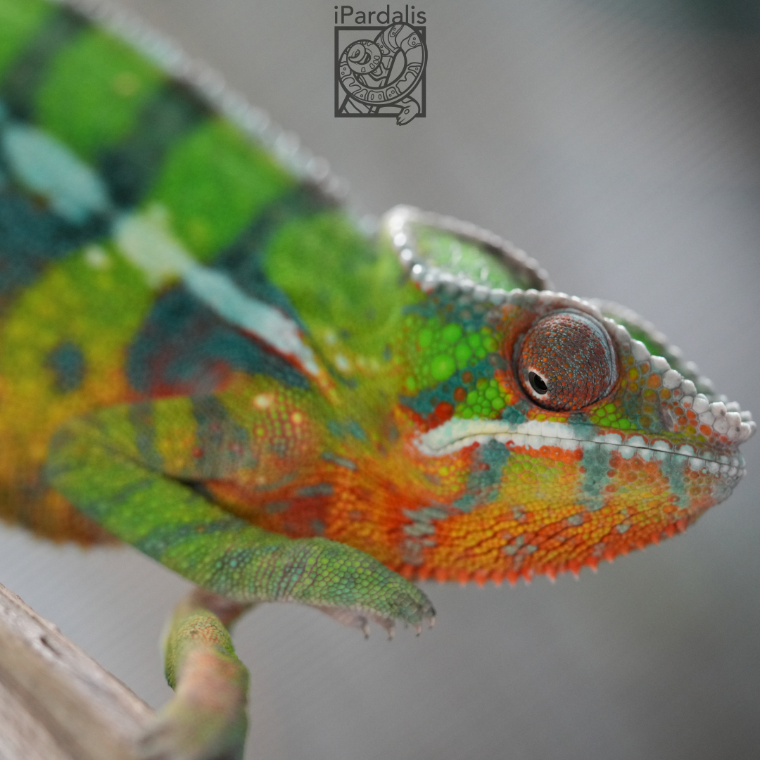 Panther Chameleon for sale: M1 - Ghost x Jiolahy ($549 plus shipping)