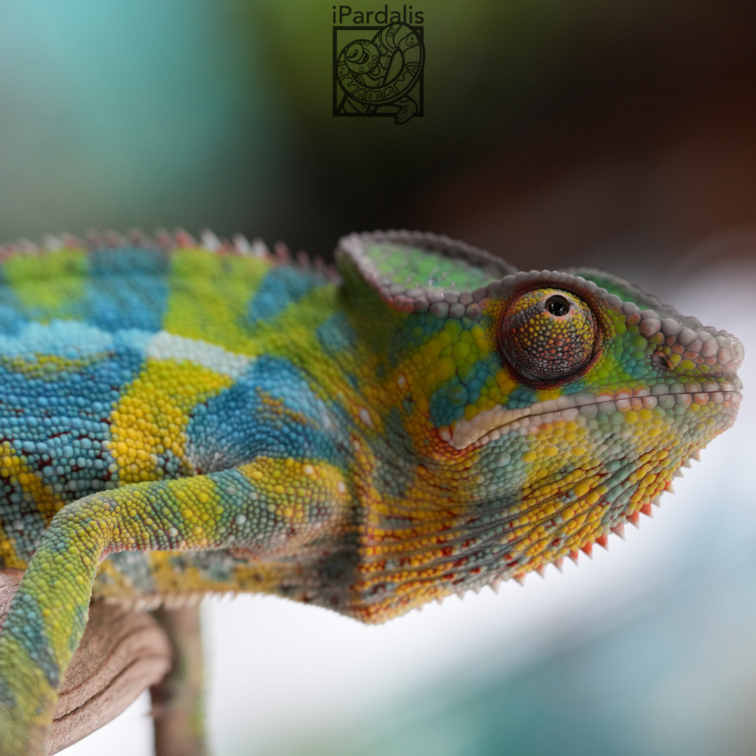 Panther Chameleon for sale: M1 - Jimanga x Bumblebee SOLD OUT