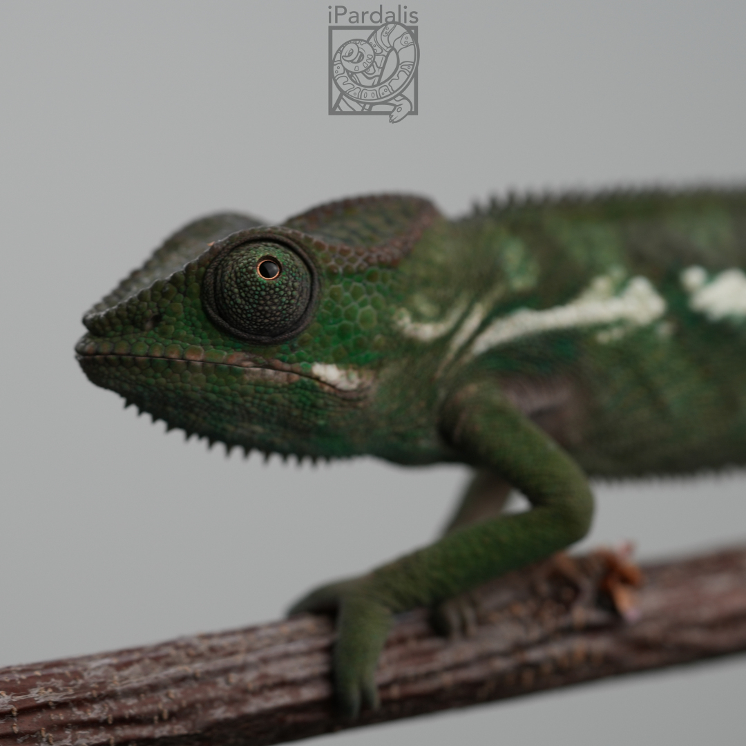 Panther Chameleon for sale: M1 - Tratra x Parasi ($499 plus shipping)
